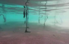 Podwodne karmienie flamingów