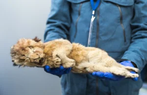 Dwa młode osobniki lwa jaskiniowego znalezione na Syberii