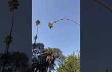 Meksykanin ścina drzewo
