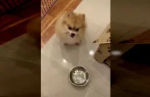 Pies Zmuszony Przejść Na Dietę