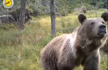 Uwaga na niedźwiedzie w Gorcach i w Pieninach. Są ostrzeżenia
