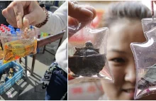 W Chinach kupisz breloczek z żywym żółwiem w środku