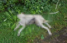 Rogów: Brutalny mord na psie. Miał skręcony kark, rany na ciele. Szukają sprawcy