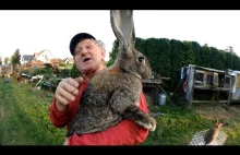Kombajnista Bizona i jego króliki Olbrzymy