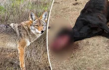 USA:Potwornie okaleczona krowa. Kojoty i padlinożercy boją się zbliżyć do zwłok.