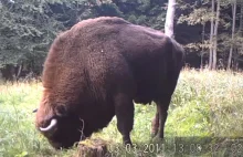 Największy żubr Baligrodu nagrany przez leśników [VIDEO]