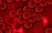 What is the shape and function of Red blood cells ?