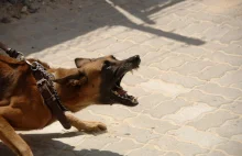 Agresywne psy - jak uniknąć pogryzienia, gdy atakuje pies.