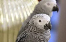 Parrots were removed from a UK safari park after teaching each other to...