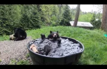 Czarny Niedźwiedź bierze kąpiel