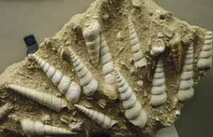 What are the Fossils easy definition?