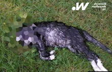 Kot z odciętą głową w Boguszowie-Gorcach. Lokalna fundacja szuka sprawców
