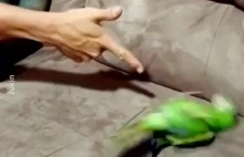 Parrot Plays Dead