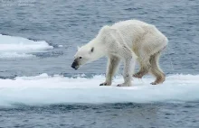 David Attenborough wprowadza w błąd opinie publiczną w sprawie niedźwiedzi...