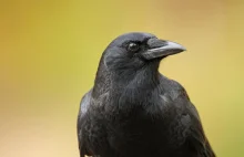 Po raz pierwszy wykazano, że ptaki mają zdolność do samodzielnego myślenia!