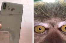 Znalazł swój zaginiony telefon w dżungli a na nim pełno selfie małpy.