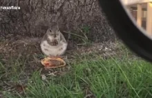 Pulchna wiewiórka zjada cheeseburgera McDonalda na parkingu na Florydzie