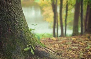 NIE BYŁO KONSULTACJI WS. PRZEKAZANIA LASÓW PAŃSTWOWYCH RESORTOWI ROLNICTWA