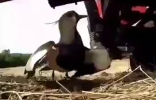 Ptak chroni swoje jajeczka przed rolnikiem
