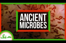 [ENG] ożywiono bakterie mające 100 milionów lat