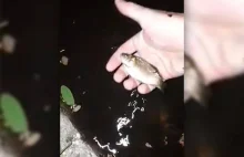 Znalazł małe ryby w kałuży na środku osiedla. Skąd się tam wzięły?