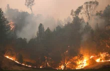Pożary w Kalifornii. Od początku roku strawiły ponad 1,6 mln hektarów