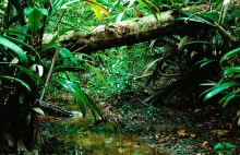 Aż 40% Amazonii może zacząć zamieniać się w sawannę