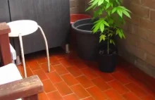 Time-lapse domowej rośliny uprawnej.