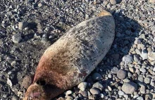 Katastrofa ekologiczna u wybrzeży Kamczatki. Setki martwych zwierząt