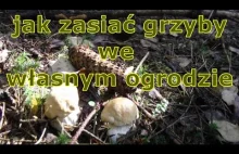 jak zasiać grzyby we własnym ogrodzie