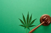 NGL Legal powołał interdyscyplinarny zespół prawa konopi – Cannabis Law...