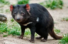 Diabły tasmańskie wracają do Australii. Mają zrównoważyć tamtejszy ekosystem