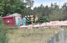 Wypadek ciężarówki przewożącej 180 świń. Trwa ratowanie zwierząt