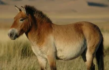Urodził się pierwszy sklonowany koń Przewalskiego!