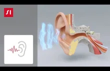 Jak działa ucho