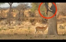 Leopard wyprzedził Impalę imponującym skokiem na drzewa