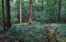 Naukowcy: konieczne jest zaprzestanie szkodliwych prac leśnych w Bieszczadach.