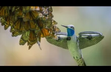 Robocik koliber nagrywa olbrzymią kolonię motyli.