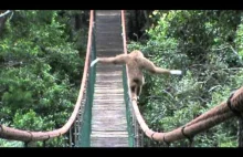 Gibbon na moście w Monkeyland