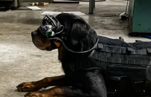 Amerykańska Armia testuje gogle VR na wojskowych psach