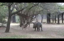 Żyrafa kopnęła niegrzecznego nosorożca