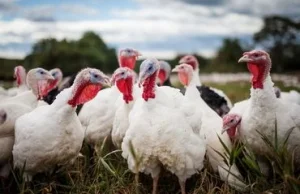 Po 110 latach Czesi przestaną produkować Lentilky