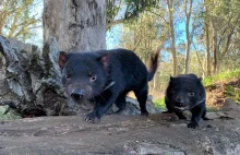 Jak Thor wspiera środowisko- wielki powrót diabłów tasmańskich do Australii