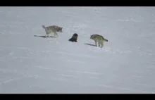 Rosomak odpiera atak dwóch wilków