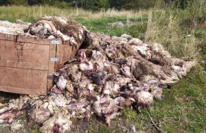 10 ton odpadów z ubojni porzucone na terenie parku narodowego