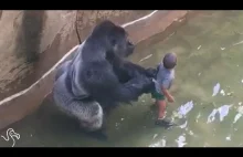 Dziecko na wybiegu goryla