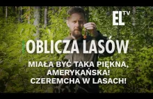 Miała być taka piękna, amerykańska! Czeremcha w lasach! | OBLICZA LASÓW #110