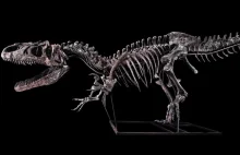 Szkielet dinozaura sprzedany za 3 mln euro. "To okaz wysokiej jakości"