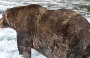 Oto najgrubszy niedźwiedź Alaski. Waży 635 kilogramów