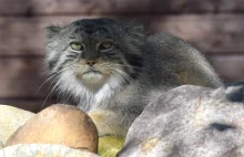 Manul uciekł z zoo w Poznaniu. Trwają poszukiwania, jego szanse spadają